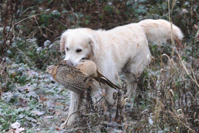 gal/Boys/Ector/ector_retrieving_dec__2010.jpg