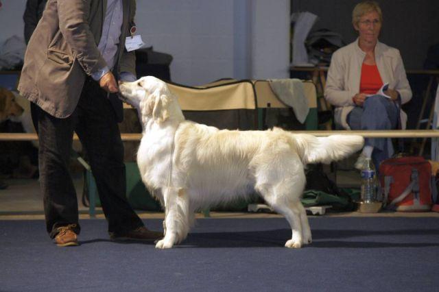 gal/Boys/Itou/ITOU_CAC-CACIB_BELGIAN_CH__Li__ge_21-7-12.jpg