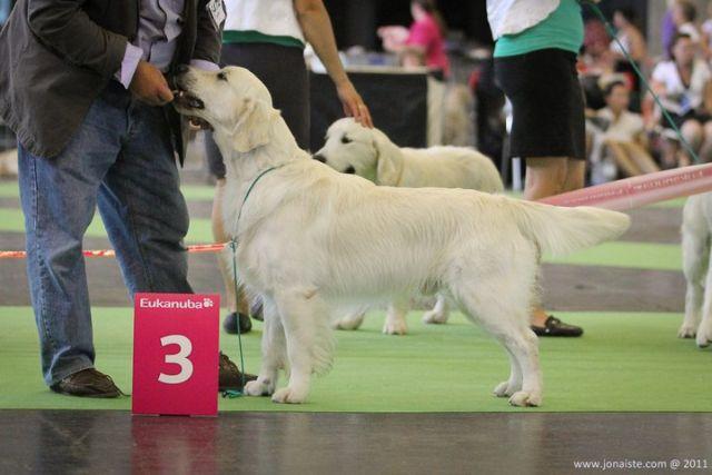 gal/Boys/Itou/WHISTLESTARS_ITOU_-_WORLDDOGSHOW_2011_-_3e_ex__int_class.jpg