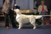 gal/Boys/Itou/_thb_ITOU_CAC-CACIB_BELGIAN_CH__Li__ge_21-7-12.jpg