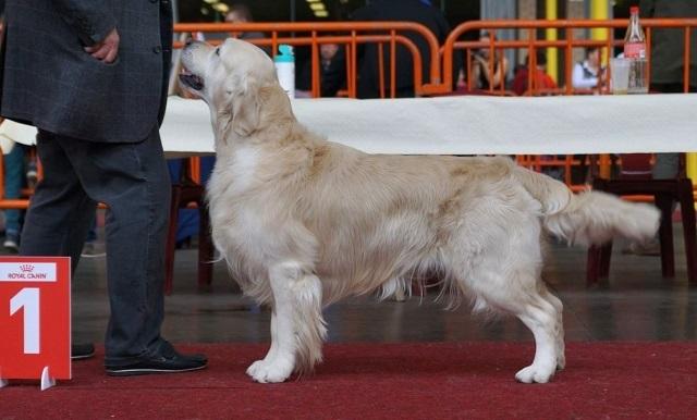 gal/Boys/Lambic/Mouscron_CAC_CACIB_BEST_MALE_LAMBIC.jpg