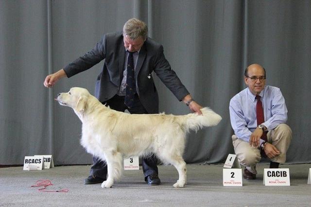 gal/Boys/Lambic/Whistlestar__s_Lambic_Pontoise_CAC-CACIB-BOS_Photo_Sarah_Deguisne.jpg