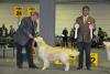 gal/Boys/Lambic/_thb_J__Ch__Whistlestar__s_Lambic_CAC-CACIB_Luxembourg_29-3-15.jpg