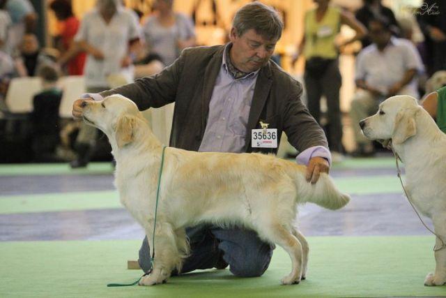 gal/Girls/Indi/WHISTLESTARS_INDIGO_-WORLDDOGSHOW_2011.jpg