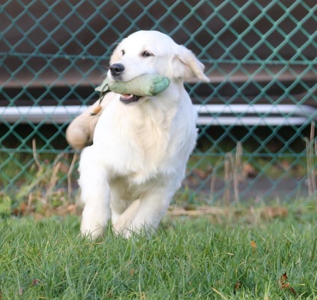 gal/Girls/Pippa/Pippa_retrieving_6_months.jpg