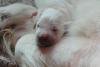 gal/Litters/Past_litters/Luciole___Jackson_6-10-15_-_5_boys_-_3_girls/_thb_puppies_luciole_10-09-15-4.jpg