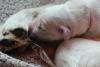 gal/Litters/Past_litters/Luciole___Jackson_6-10-15_-_5_boys_-_3_girls/_thb_puppies_luciole_10-09-15-5.jpg