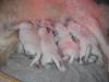 gal/Litters/Past_litters/Luciole___Jackson_6-10-15_-_5_boys_-_3_girls/_thb_puppies_luciole_10-11-15-1.jpg