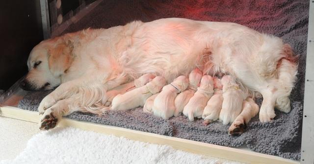 gal/Litters/Present_litter_Luciole_-_Jones_27-3-19/LUCIOLE_16H30_ET_SES_BEBES_27032019_-_site.jpg