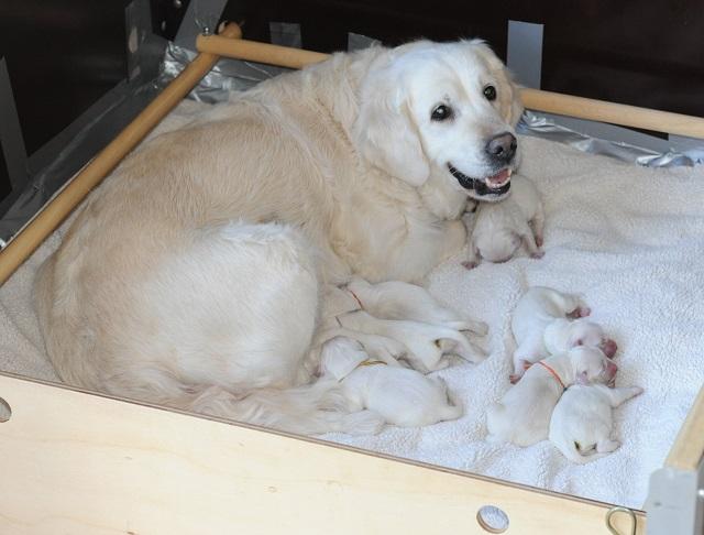 gal/Litters/Present_litter_Luciole_-_Jones_27-3-19/Puppies_03-29-19-_Luciole_contente.jpg