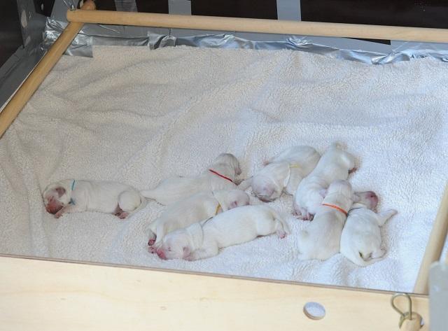 gal/Litters/Present_litter_Luciole_-_Jones_27-3-19/Puppies_Luciole_03-29-19-01.jpg