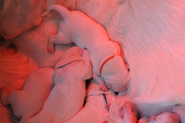 gal/Litters/Present_litter_Luciole_-_Jones_27-3-19/Puppies_Luciole_03-30-19-01.jpg