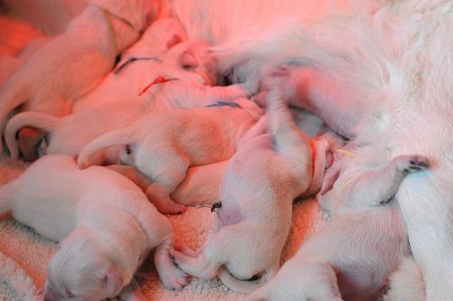 gal/Litters/Present_litter_Luciole_-_Jones_27-3-19/Puppies_Luciole_03-30-19-03.jpg