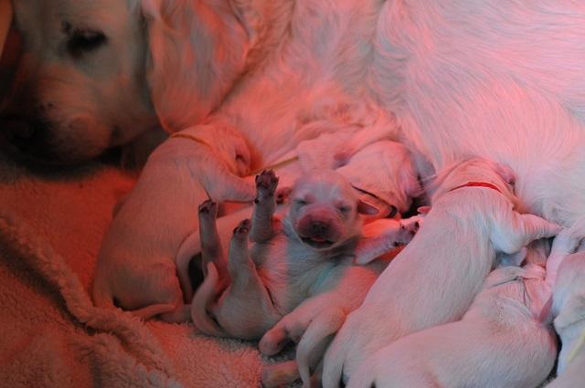 gal/Litters/Present_litter_Luciole_-_Jones_27-3-19/Puppies_Luciole_03-30-19-04.jpg