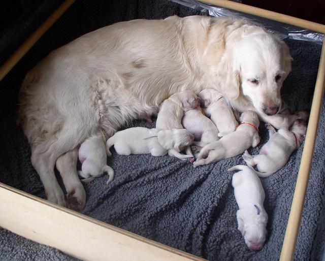 gal/Litters/Present_litter_Luciole_-_Jones_27-3-19/Puppies_Luciole_03-31-19-02.jpg