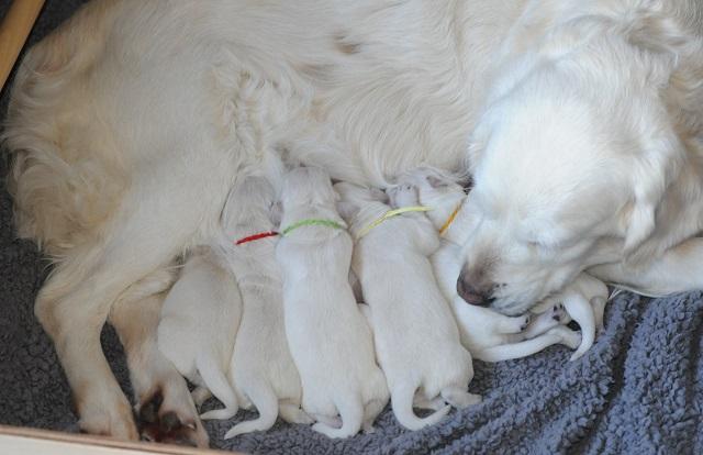 gal/Litters/Present_litter_Luciole_-_Jones_27-3-19/Puppies_Luciole_04-01-19-01.jpg