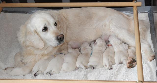 gal/Litters/Present_litter_Luciole_-_Jones_27-3-19/Puppies_Luciole_04-02-19-01.jpg