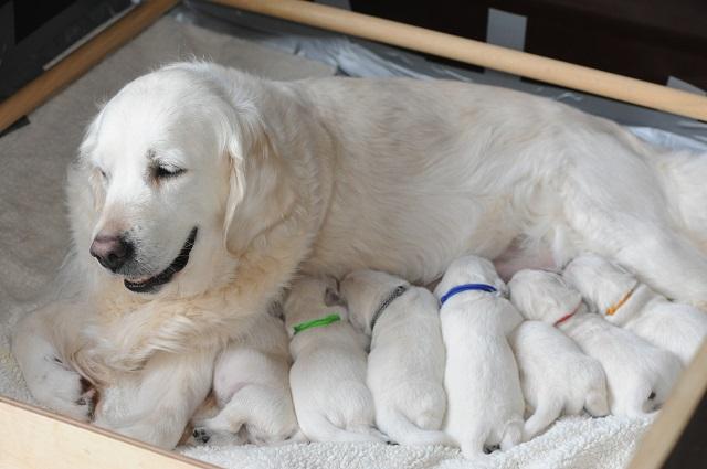 gal/Litters/Present_litter_Luciole_-_Jones_27-3-19/Puppies_Luciole_04-05-19-01.jpg