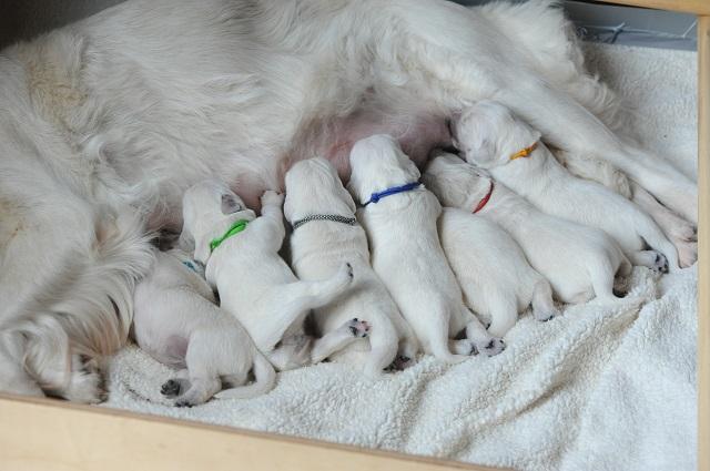 gal/Litters/Present_litter_Luciole_-_Jones_27-3-19/Puppies_Luciole_04-05-19-07.jpg