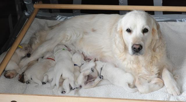 gal/Litters/Present_litter_Luciole_-_Jones_27-3-19/Puppies_Luciole_04-06-19-01.jpg