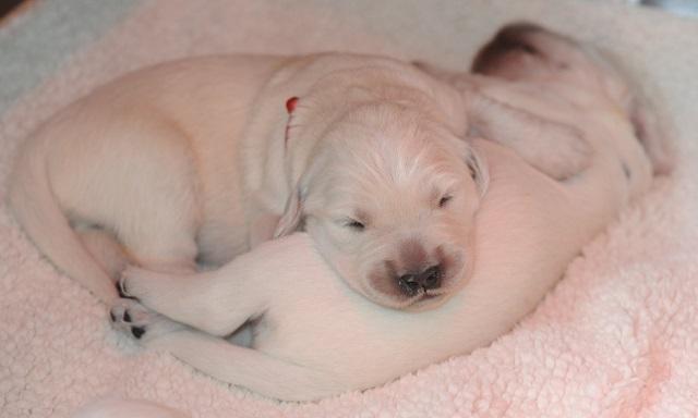 gal/Litters/Present_litter_Luciole_-_Jones_27-3-19/Puppies_Luciole_04-06-19-04.jpg