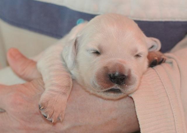 gal/Litters/Present_litter_Luciole_-_Jones_27-3-19/Puppies_Luciole_04-06-19-06.jpg