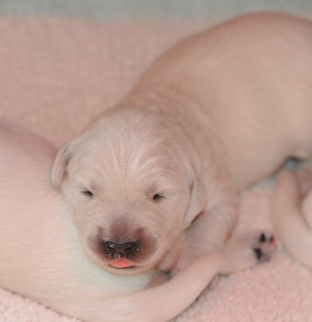 gal/Litters/Present_litter_Luciole_-_Jones_27-3-19/Puppies_Luciole_04-06-19-07.jpg