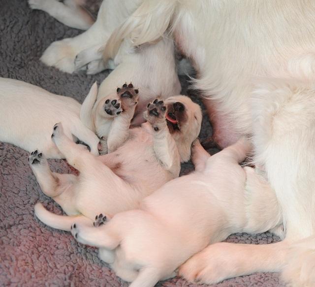 gal/Litters/Present_litter_Luciole_-_Jones_27-3-19/Puppies_Luciole_04-09-02.jpg