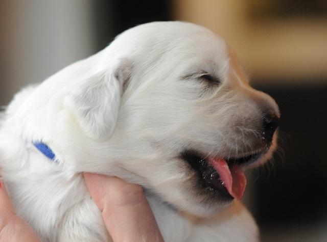 gal/Litters/Present_litter_Luciole_-_Jones_27-3-19/Puppies_Luciole_04-09-07.jpg