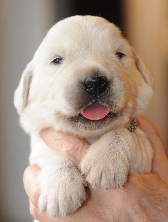 gal/Litters/Present_litter_Luciole_-_Jones_27-3-19/Puppies_Luciole_04-09-09.jpg