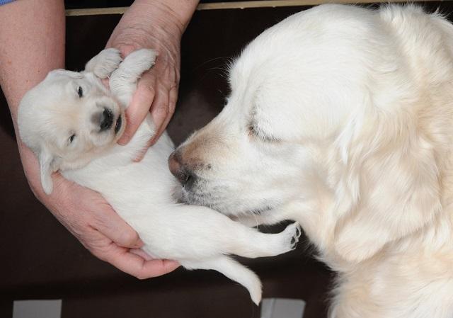 gal/Litters/Present_litter_Luciole_-_Jones_27-3-19/Puppies_Luciole_04-12-19-01.jpg