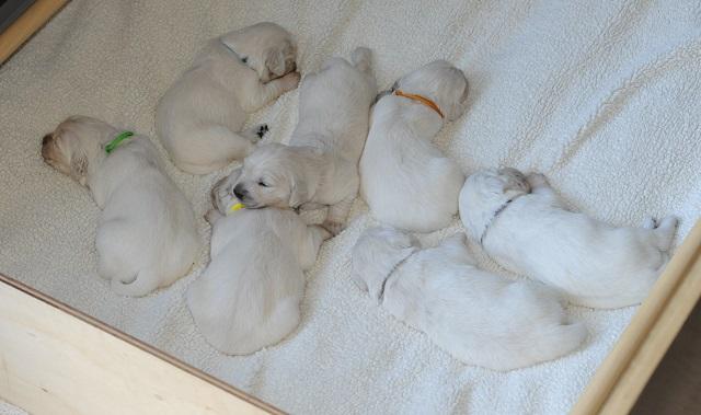 gal/Litters/Present_litter_Luciole_-_Jones_27-3-19/Puppies_Luciole_04-12-19-02.jpg