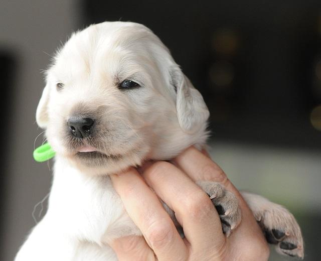 gal/Litters/Present_litter_Luciole_-_Jones_27-3-19/Puppies_Luciole_04-12-19-04.jpg