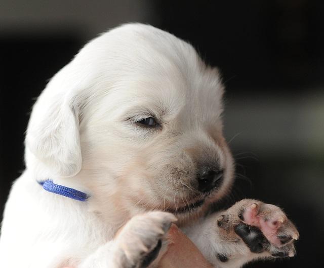 gal/Litters/Present_litter_Luciole_-_Jones_27-3-19/Puppies_Luciole_04-12-19-06.jpg