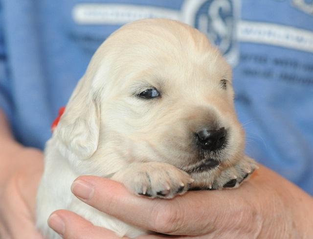 gal/Litters/Present_litter_Luciole_-_Jones_27-3-19/Puppies_Luciole_04-12-19-07.jpg