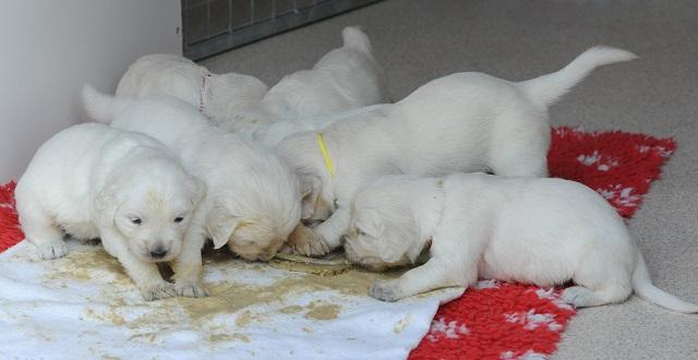 gal/Litters/Present_litter_Luciole_-_Jones_27-3-19/Puppies_Luciole_04-19-19-01.jpg