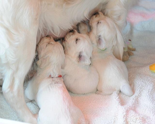 gal/Litters/Present_litter_Luciole_-_Jones_27-3-19/Puppies_Luciole_04-19-19-04.jpg