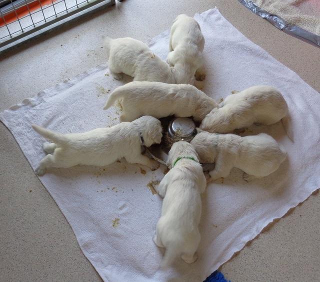 gal/Litters/Present_litter_Luciole_-_Jones_27-3-19/Puppies_Luciole_04-21-19-02.jpg