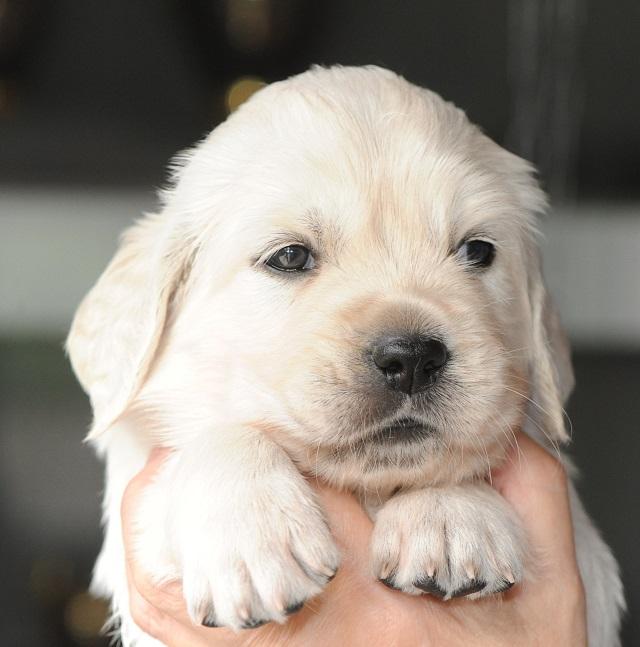 gal/Litters/Present_litter_Luciole_-_Jones_27-3-19/Puppies_Luciole_04-26-19-02.jpg