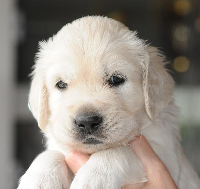 gal/Litters/Present_litter_Luciole_-_Jones_27-3-19/Puppies_Luciole_04-26-19-07.jpg