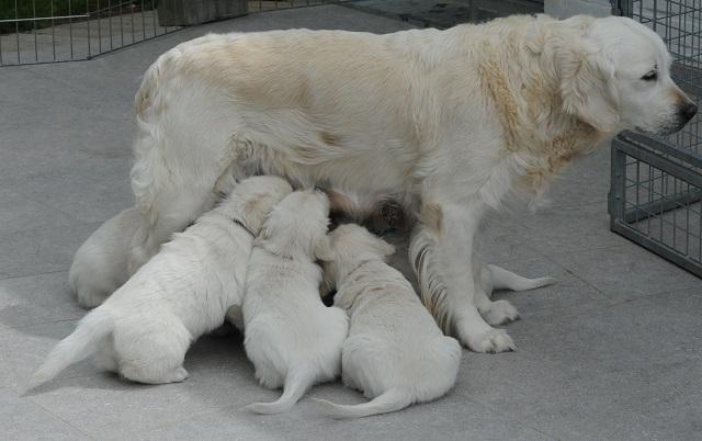 gal/Litters/Present_litter_Luciole_-_Jones_27-3-19/Puppies_Luciole_05-05-19-01.jpg