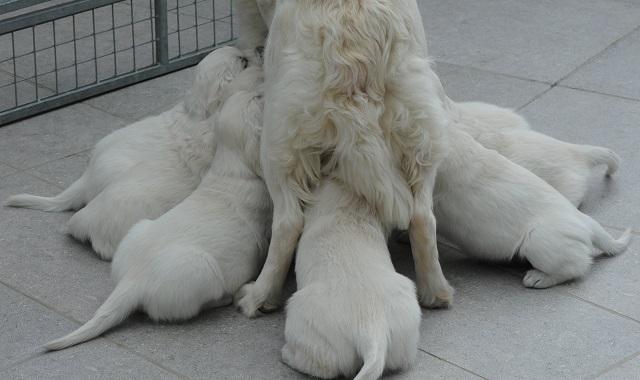 gal/Litters/Present_litter_Luciole_-_Jones_27-3-19/Puppies_Luciole_05-05-19-02.jpg