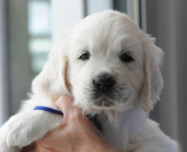 gal/Litters/Present_litter_Luciole_-_Jones_27-3-19/Puppies_Luciole_05-08-19-04.jpg