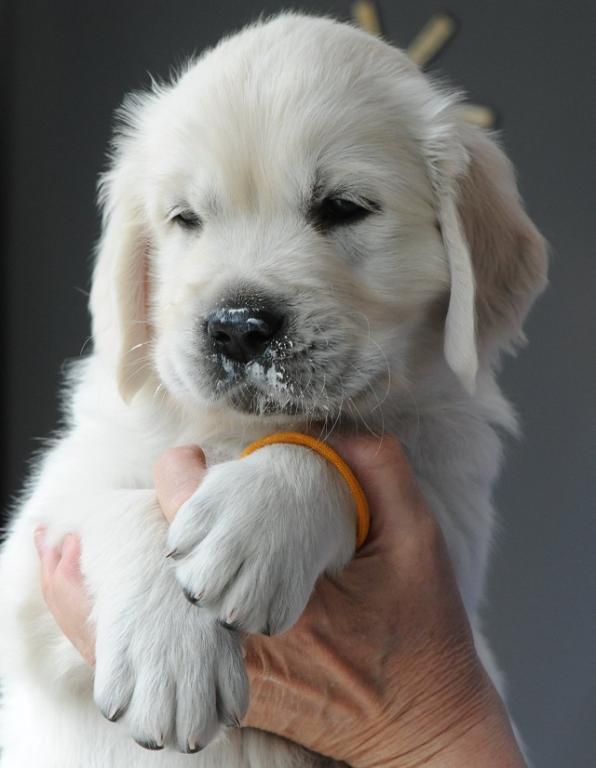 gal/Litters/Present_litter_Luciole_-_Jones_27-3-19/Puppies_Luciole_05-08-19-05.jpg