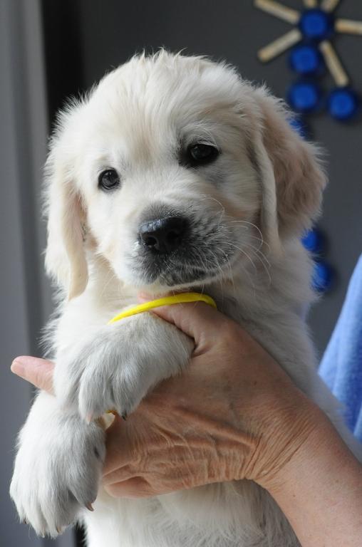 gal/Litters/Present_litter_Luciole_-_Jones_27-3-19/Puppies_Luciole_05-08-19-07.jpg