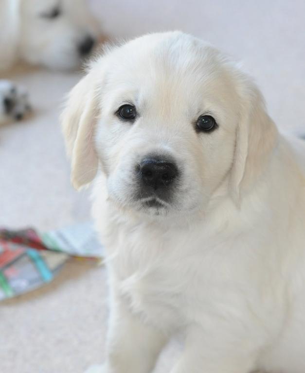 gal/Litters/Present_litter_Luciole_-_Jones_27-3-19/Puppies_Luciole_05-12-19-06.jpg