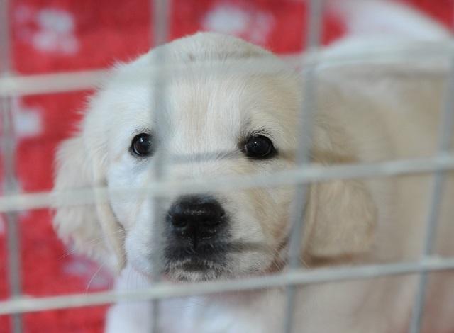 gal/Litters/Present_litter_Luciole_-_Jones_27-3-19/Puppies_Luciole_05-12-19-07.jpg