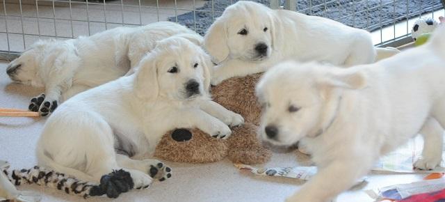 gal/Litters/Present_litter_Luciole_-_Jones_27-3-19/Puppies_Luciole_05-17-19-02.jpg