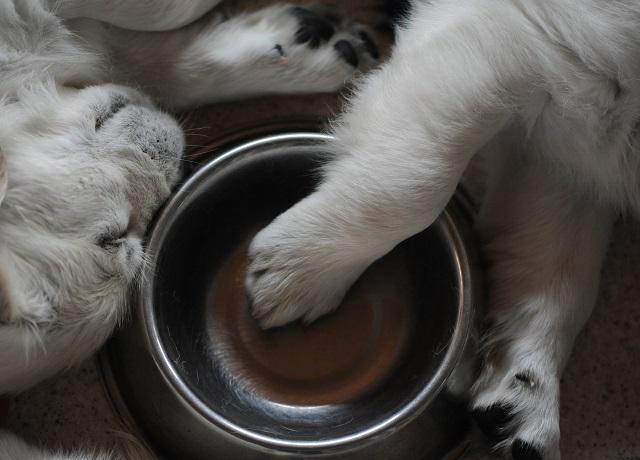 gal/Litters/Present_litter_Luciole_-_Jones_27-3-19/Puppies_Luciole_05-17-19-04.jpg