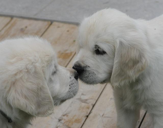 gal/Litters/Present_litter_Luciole_-_Jones_27-3-19/Puppies_Luciole_05-17-19-05.jpg